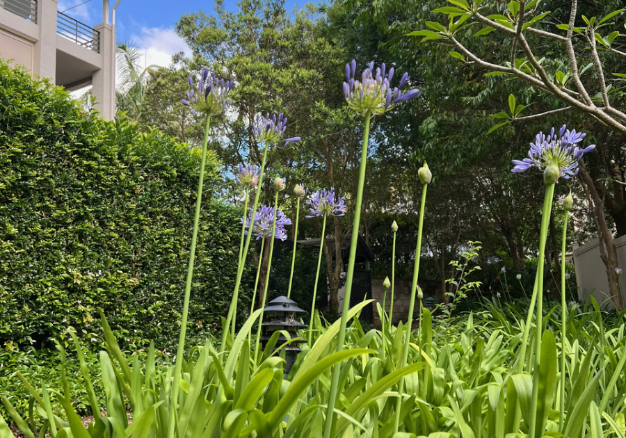 P Agapanthas-IMG_9888 P Agapanthas-IMG_9888
